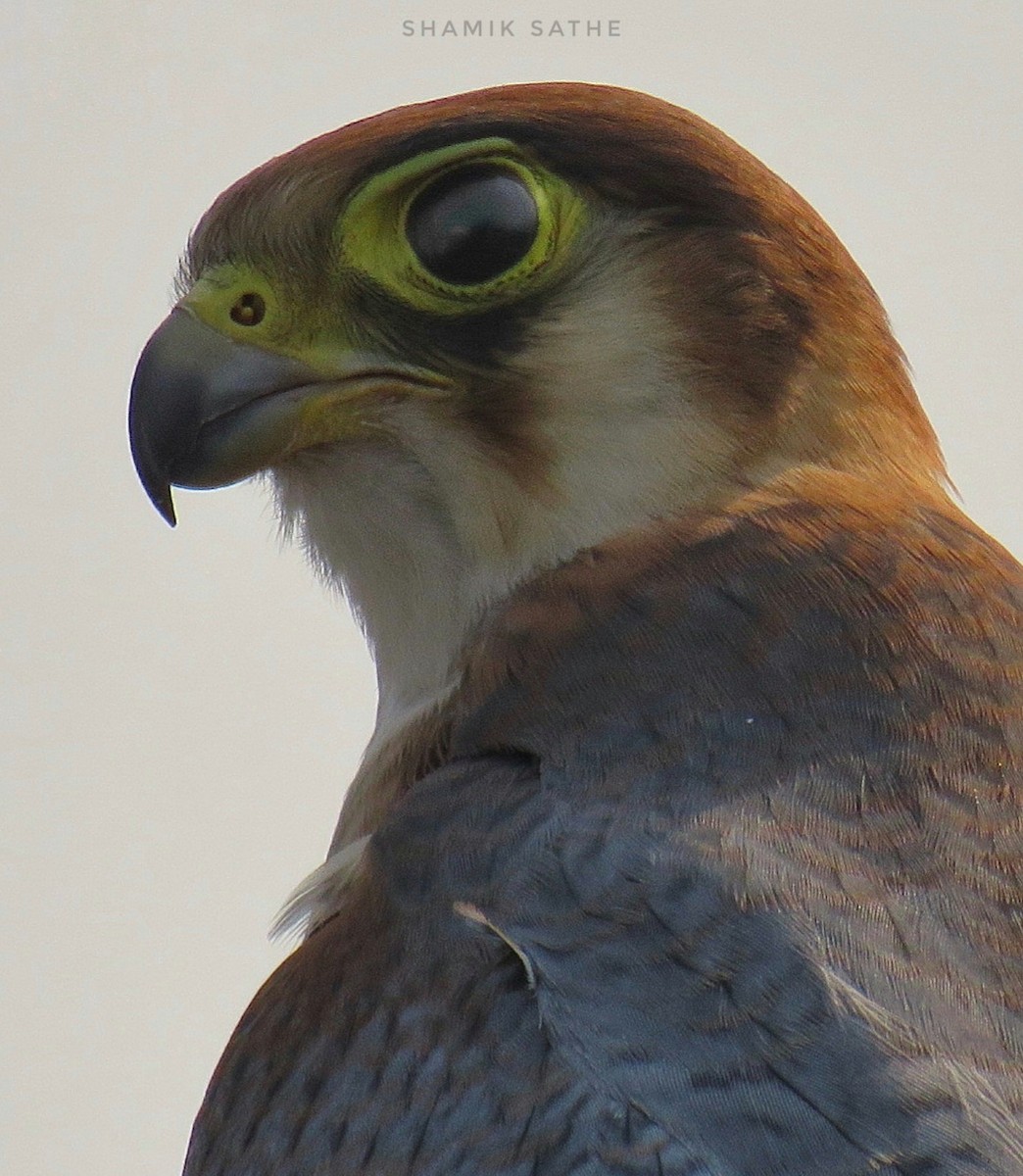 Red-necked Falcon - ML619757790