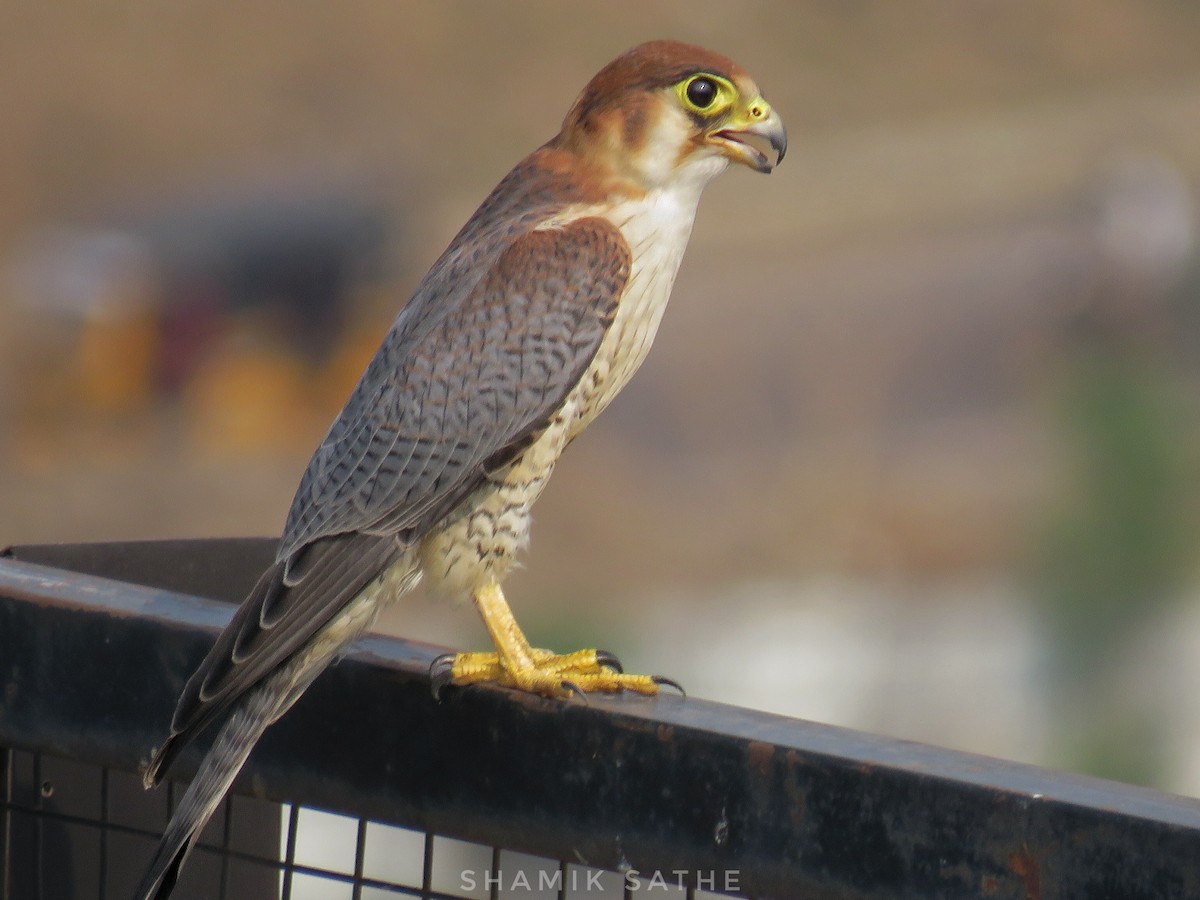 Red-necked Falcon - ML619757791