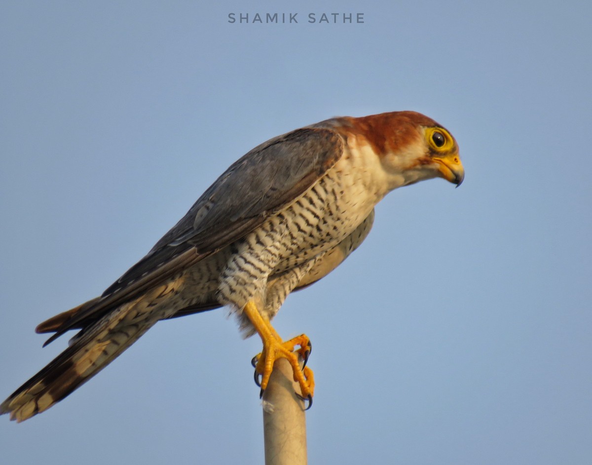 Red-necked Falcon - ML619757792