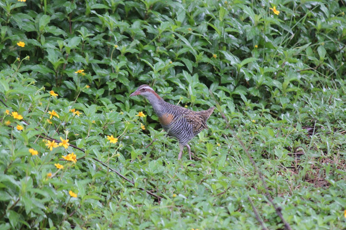 Buff-banded Rail - ML619757794