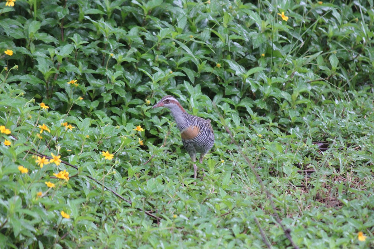 Buff-banded Rail - ML619757795