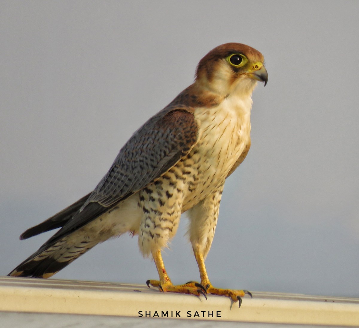 Red-necked Falcon - ML619757796