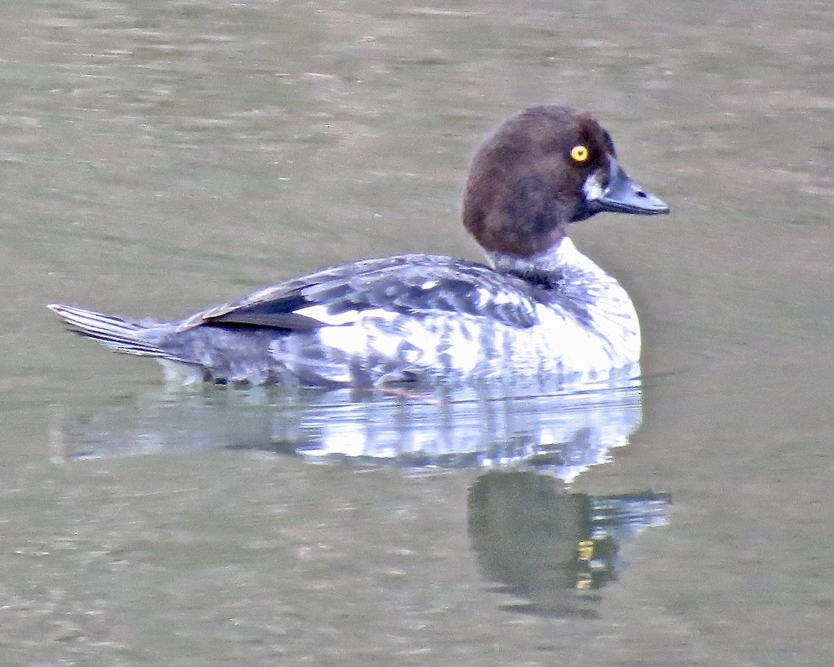 Common Goldeneye - ML619757813