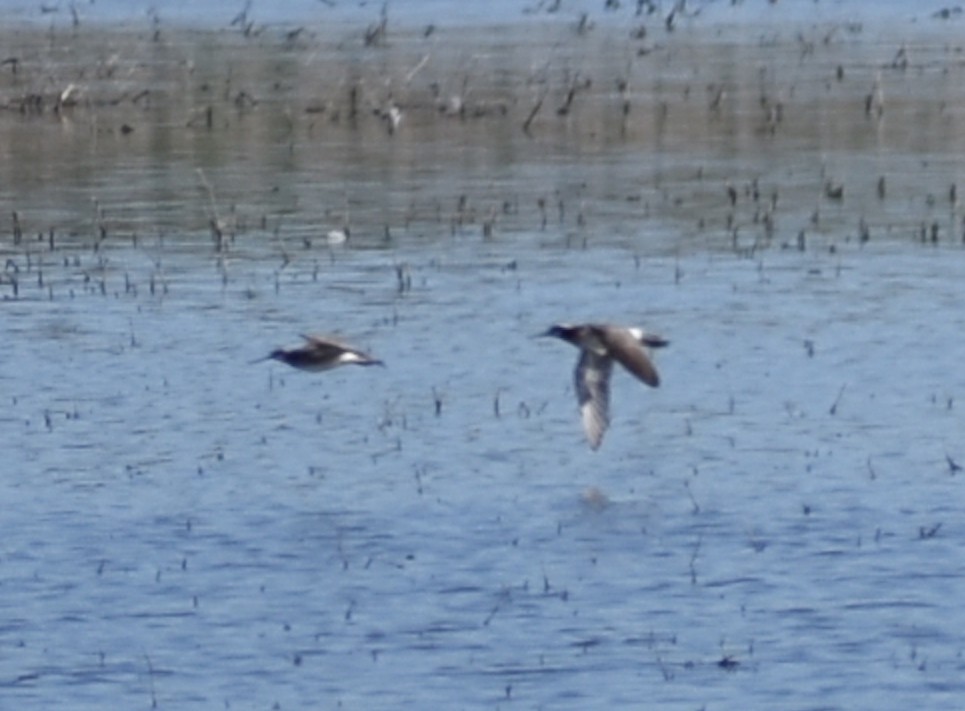 Wilson's Phalarope - ML619757828