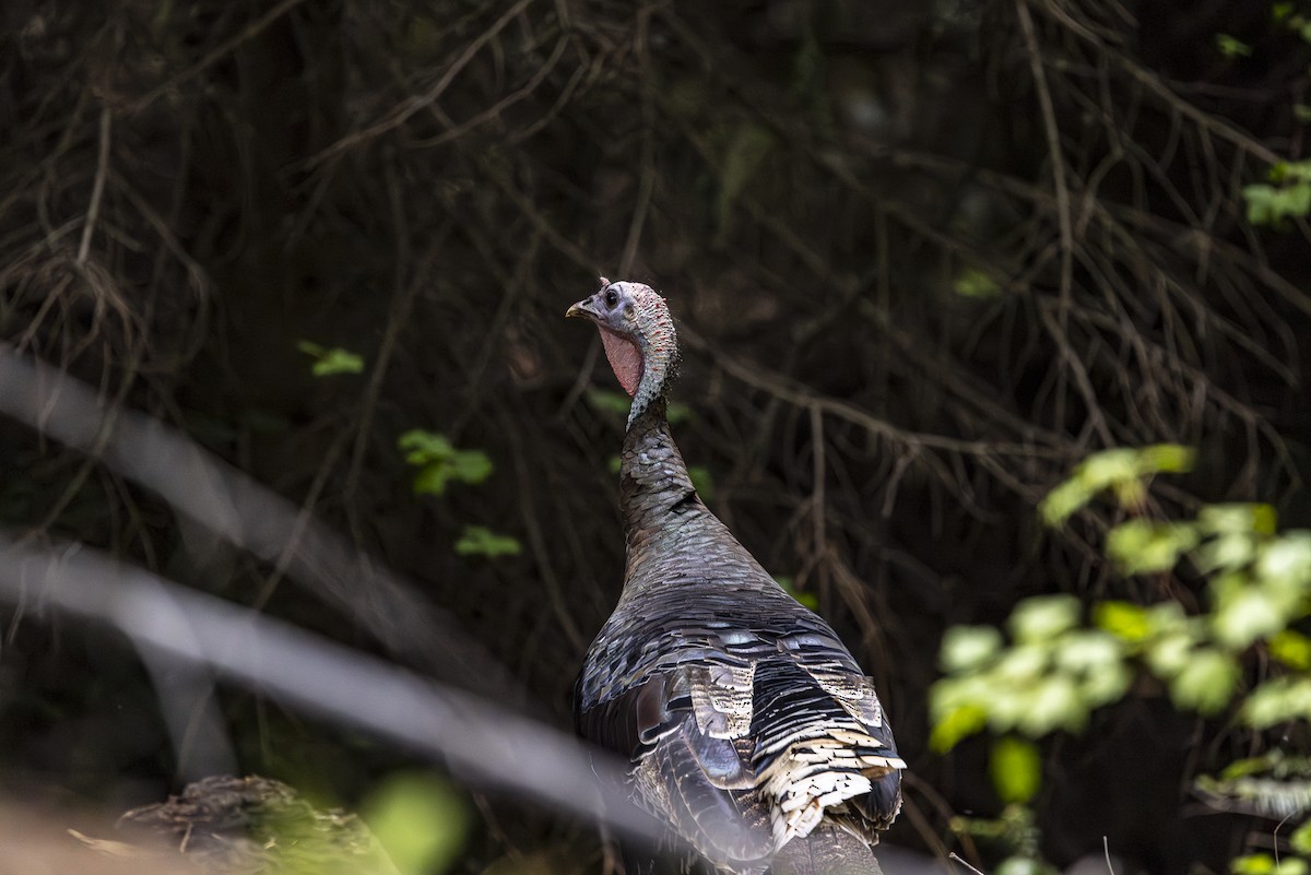 Wild Turkey - ML619757837