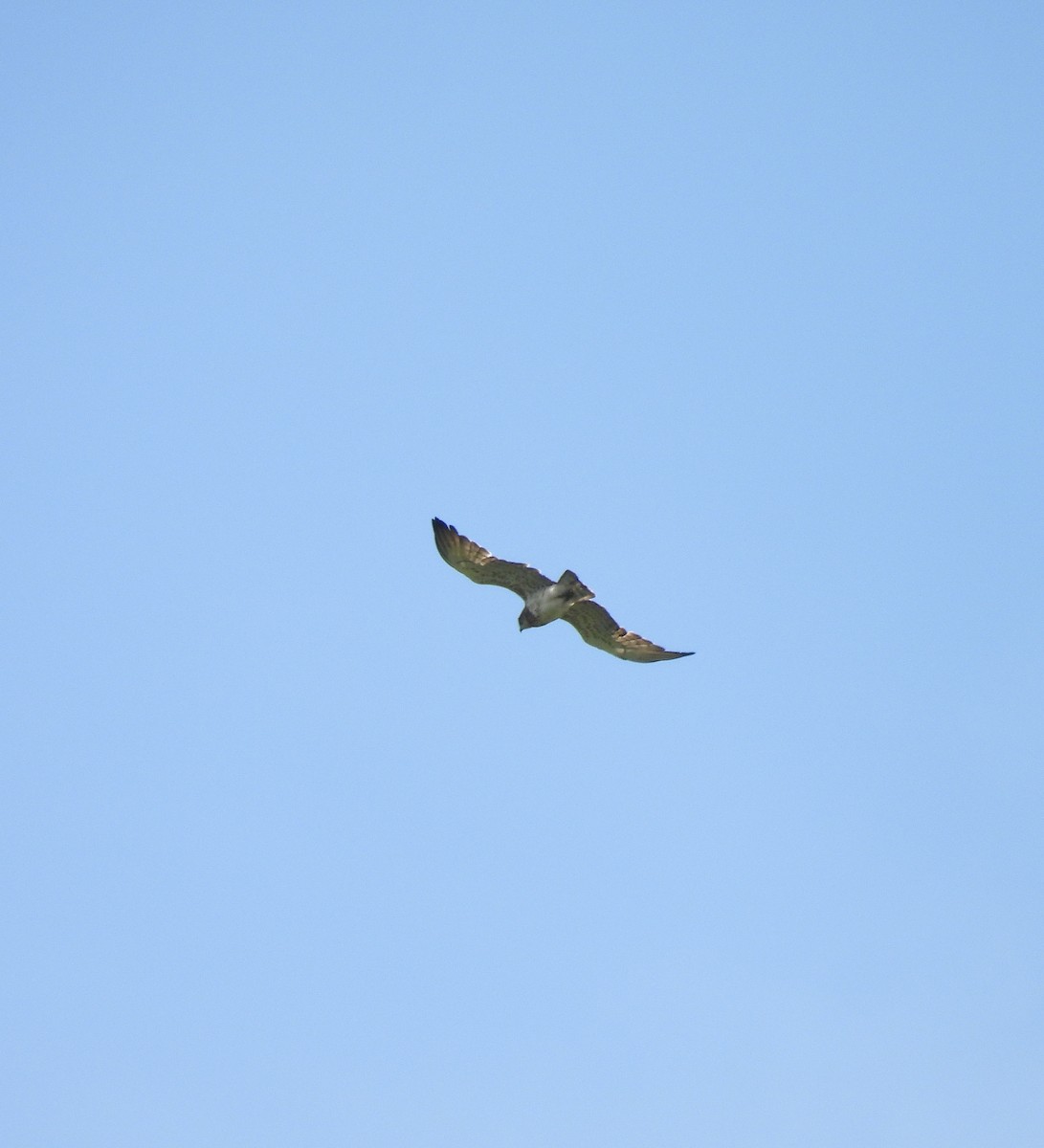 Short-toed Snake-Eagle - ML619757845