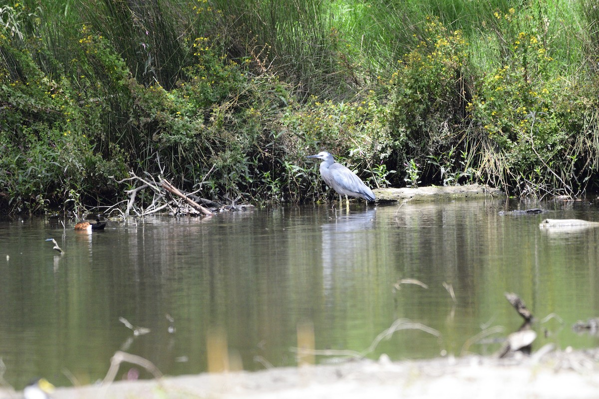 White-faced Heron - ML619757850