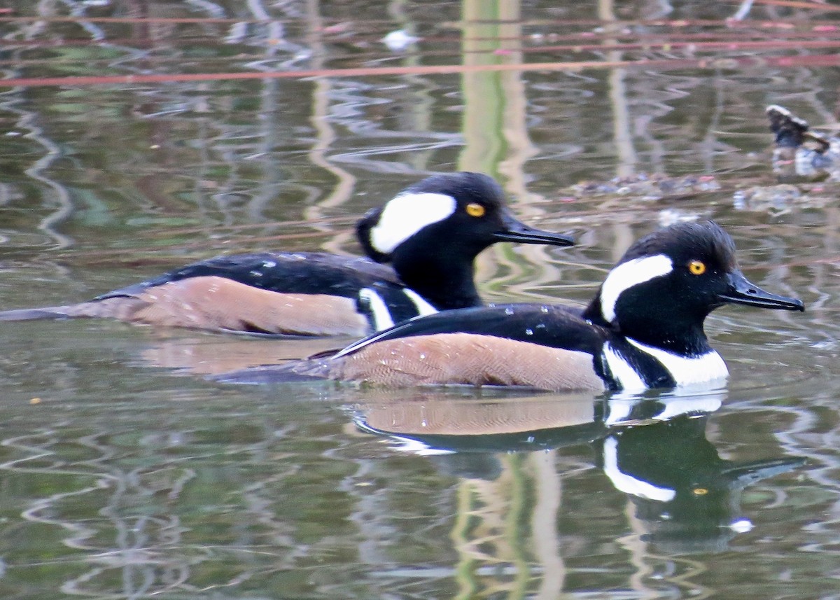 Hooded Merganser - ML619757857