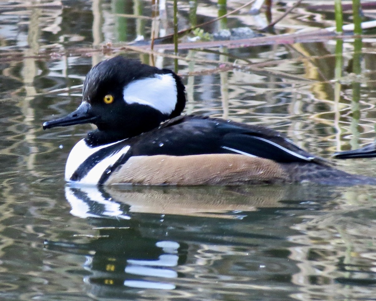 Hooded Merganser - Dave Bengston