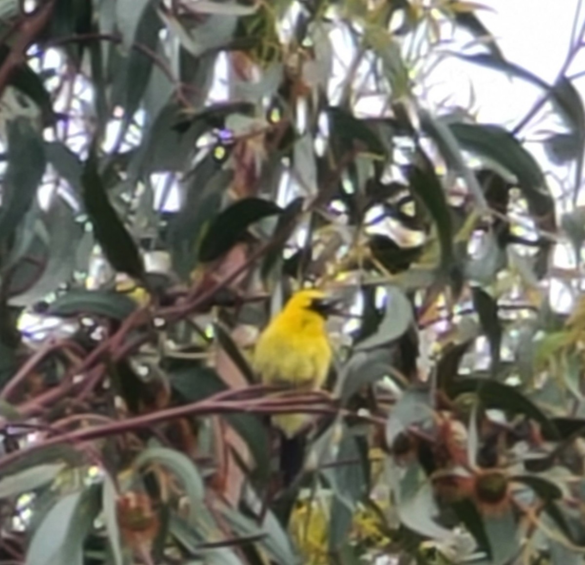 Hooded Oriole - ML619757859