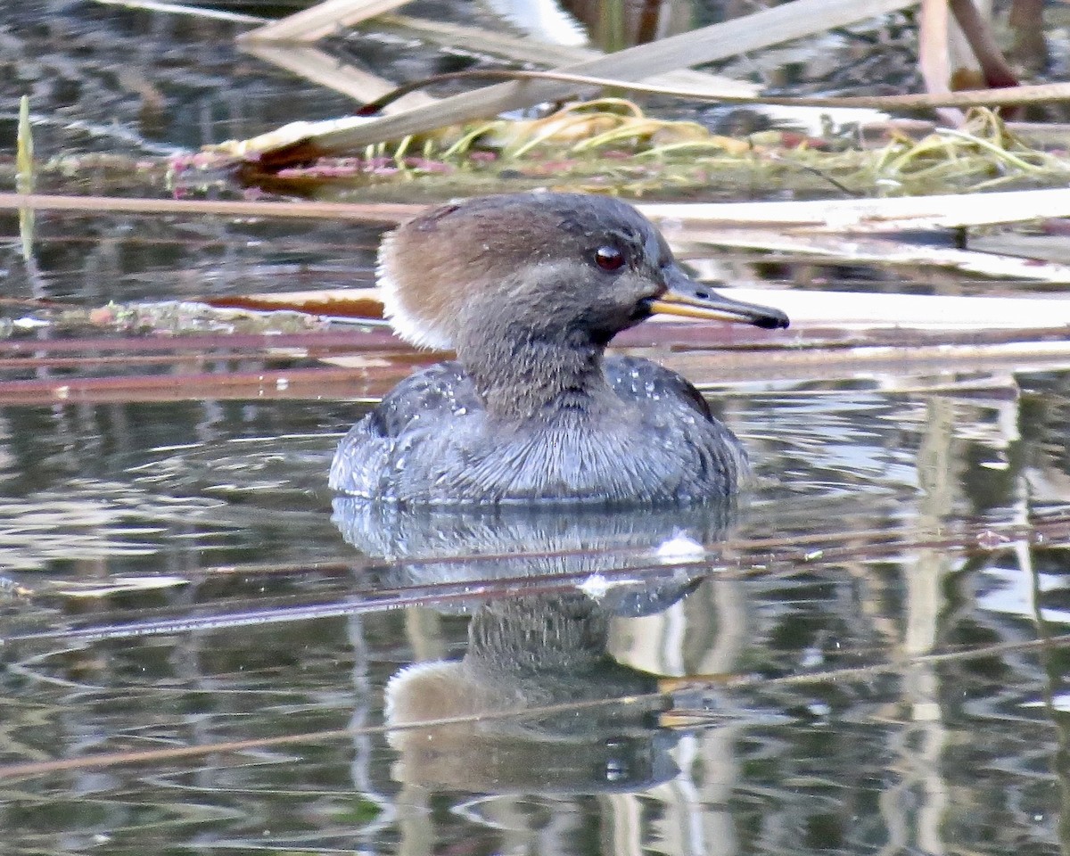 Hooded Merganser - ML619757860