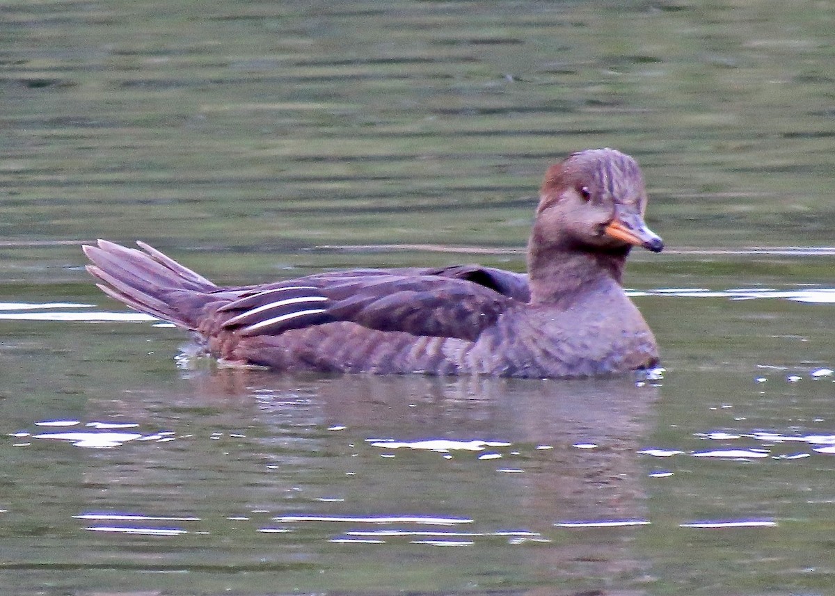 Hooded Merganser - ML619757862