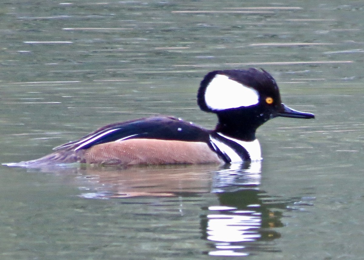 Hooded Merganser - ML619757866