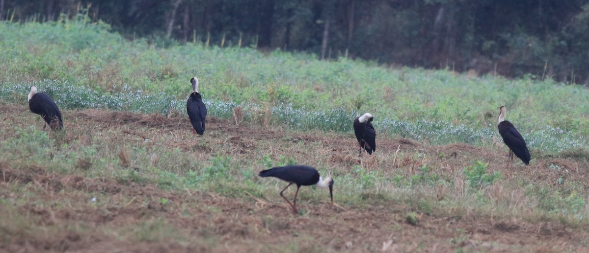 Asian Woolly-necked Stork - ML619757882