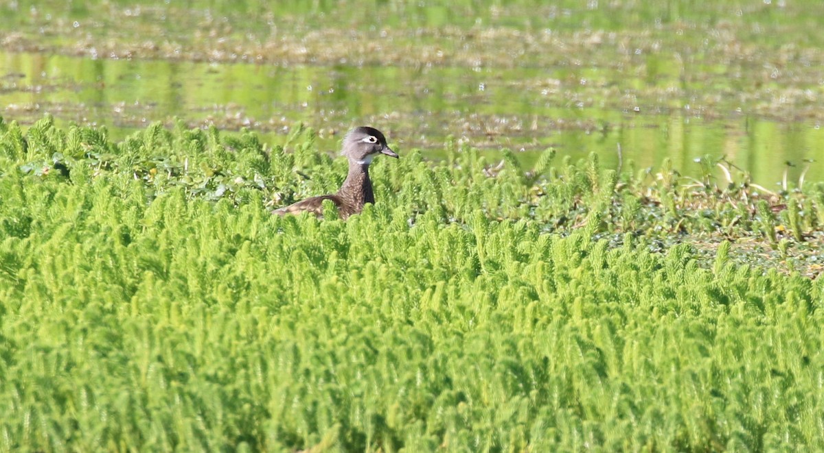 Wood Duck - ML619757894