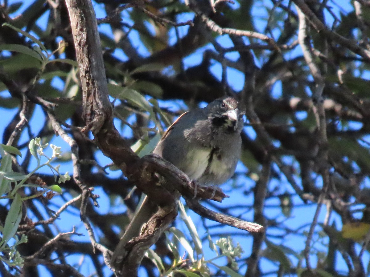 Five-striped Sparrow - ML619757906