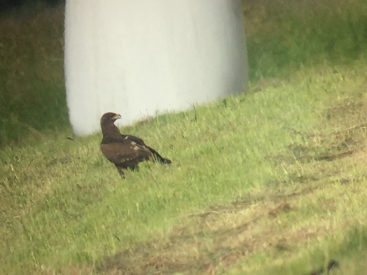 Greater Spotted Eagle - ML619757910