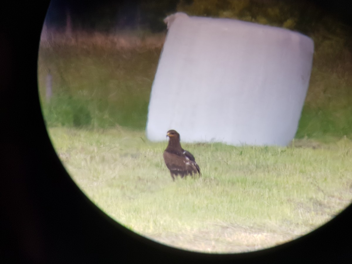 Greater Spotted Eagle - ML619757911