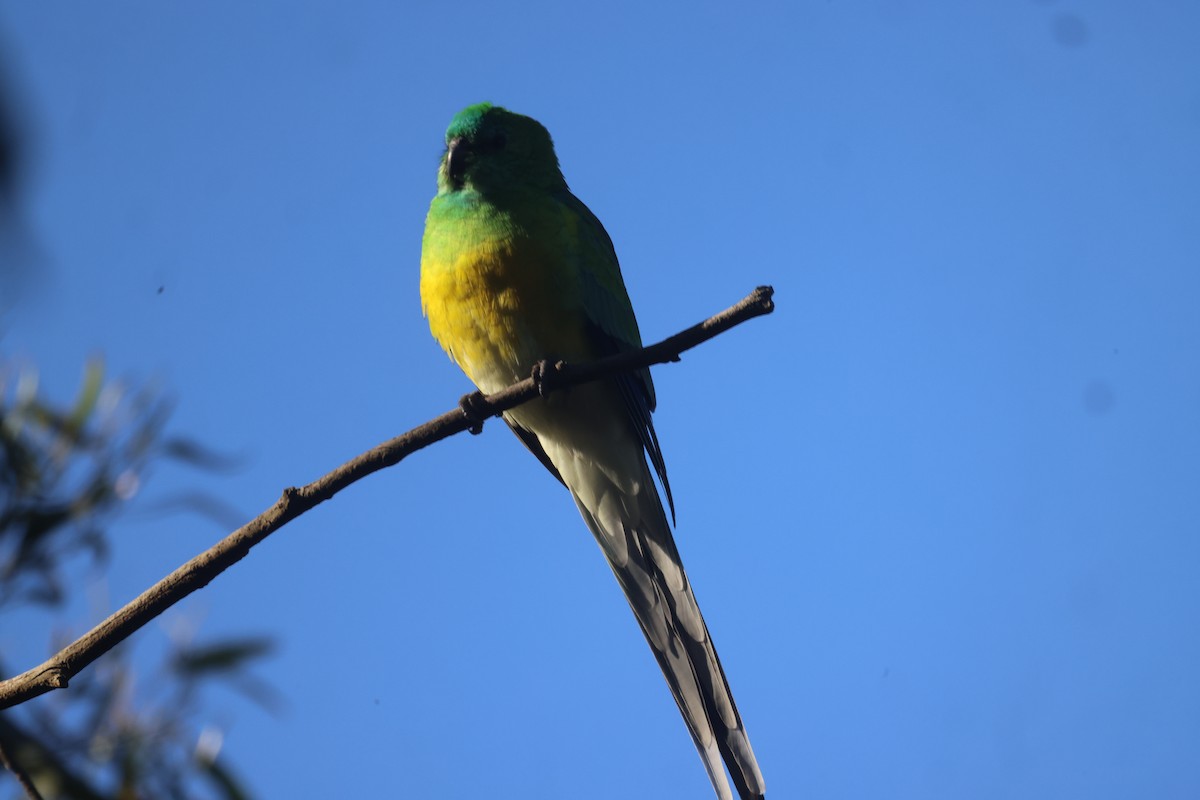 Red-rumped Parrot - ML619757923