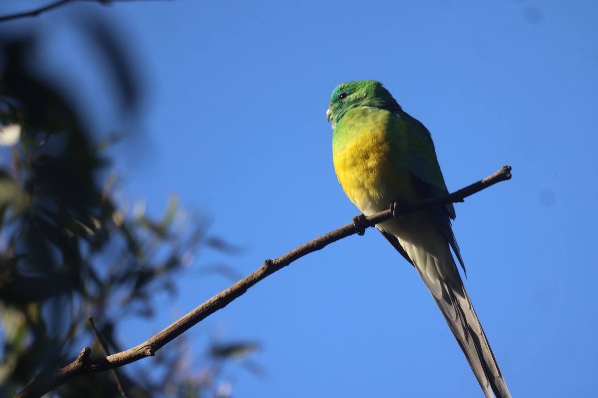 Red-rumped Parrot - ML619757924