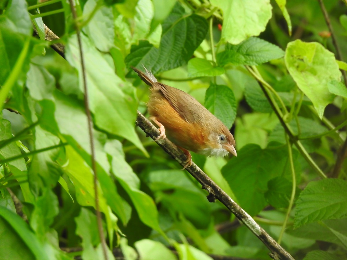 Tawny-bellied Babbler - ML619757928