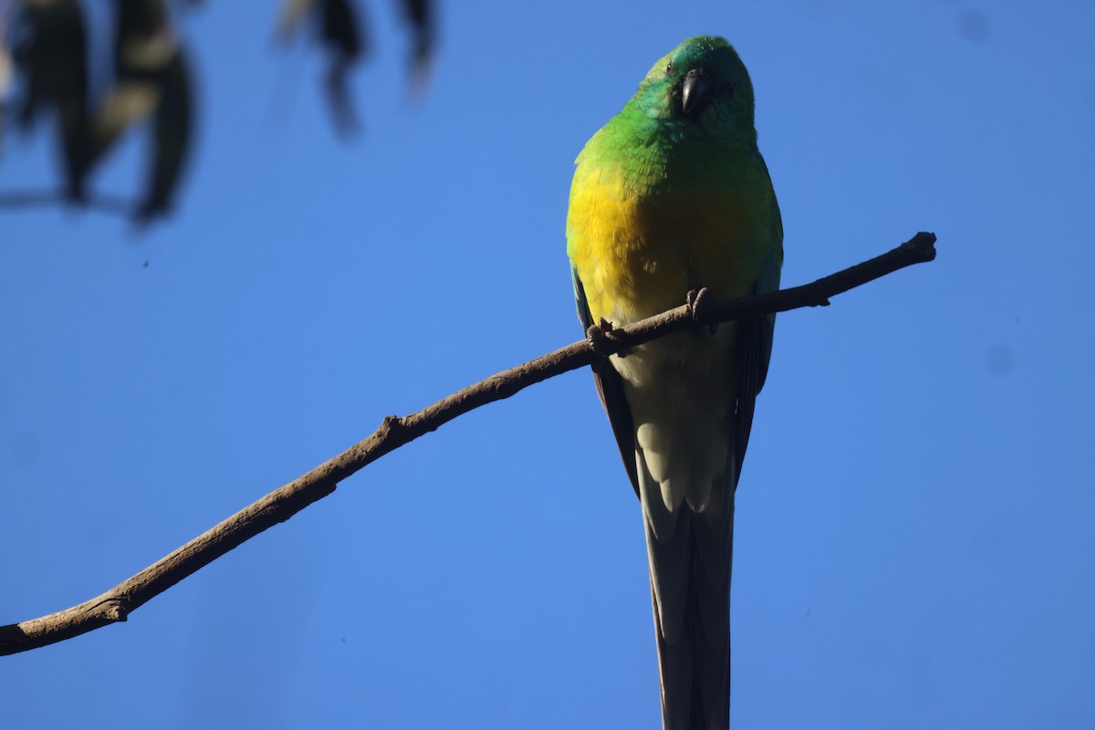 Red-rumped Parrot - ML619757934