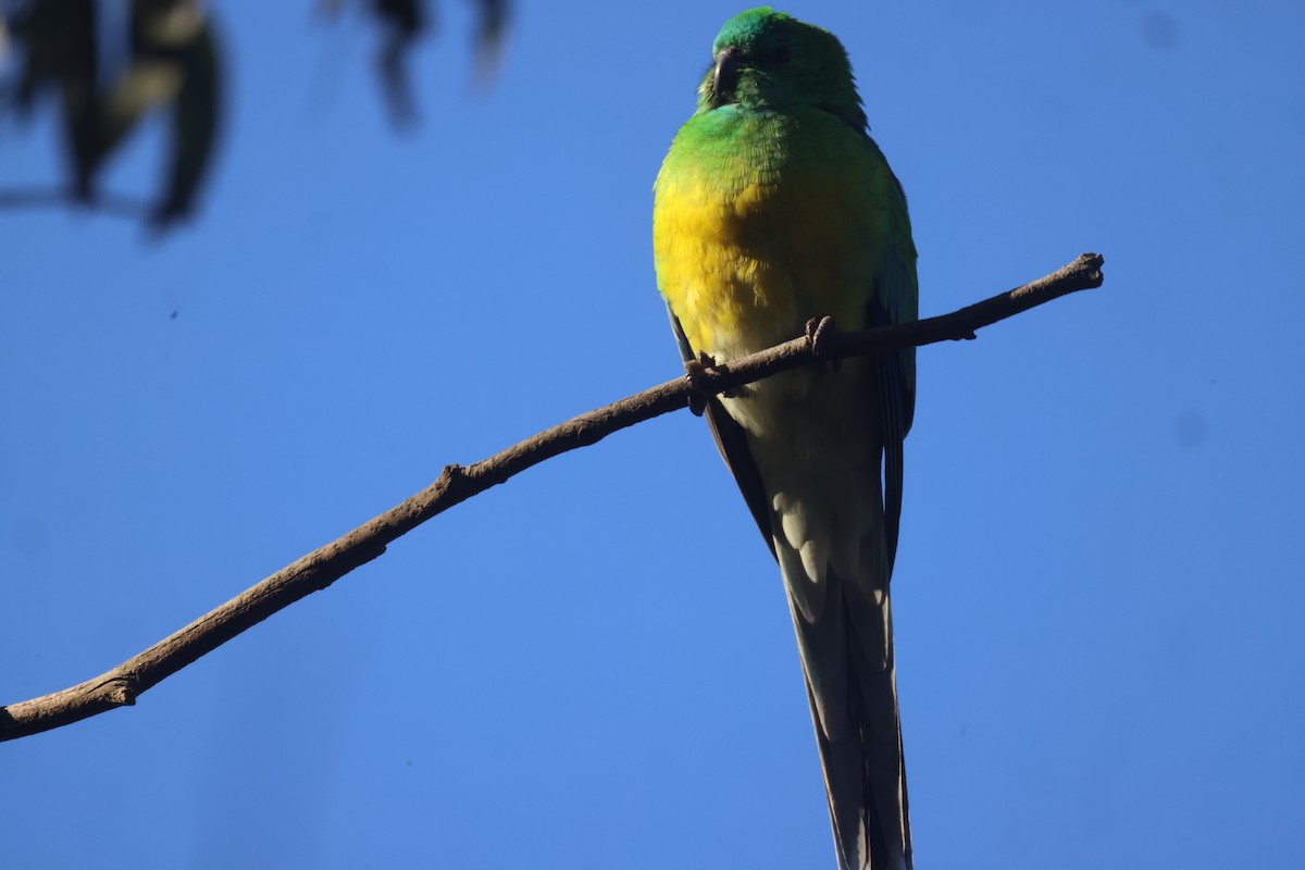 Red-rumped Parrot - ML619757935