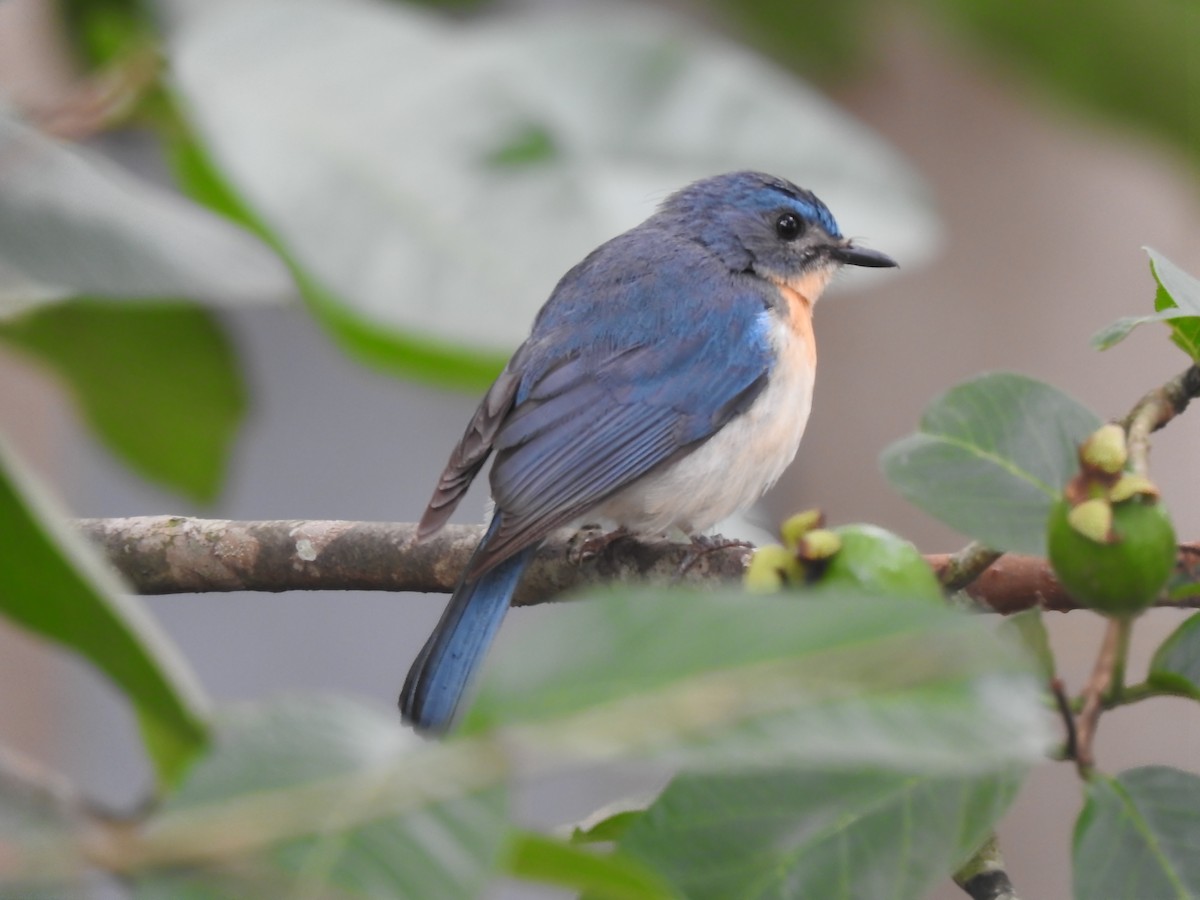 Tickell's Blue Flycatcher - ML619757940