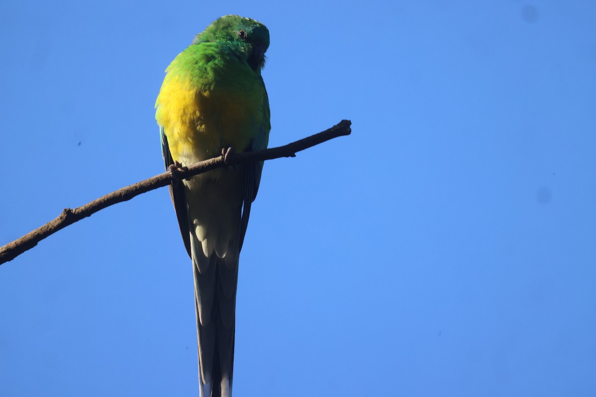 Red-rumped Parrot - ML619757942