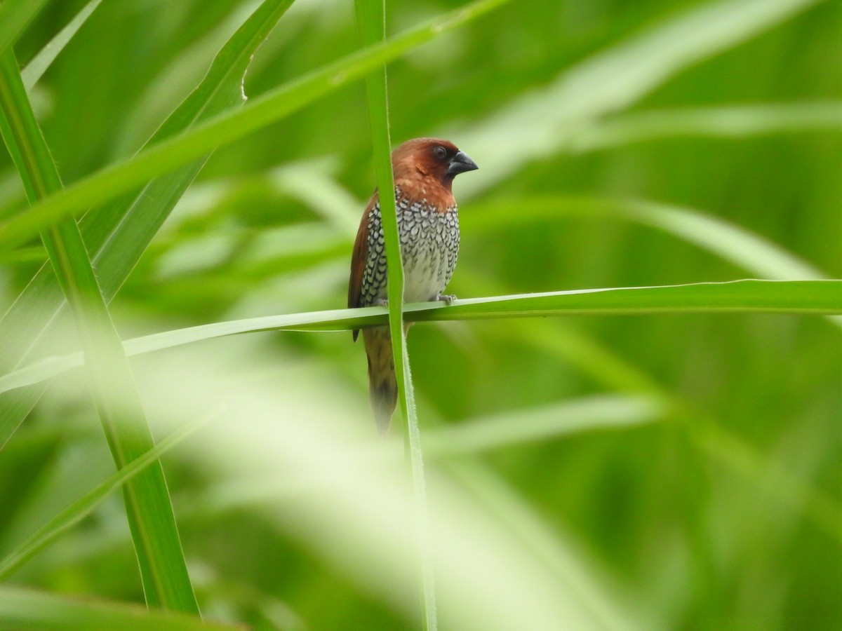 Scaly-breasted Munia - ML619757953