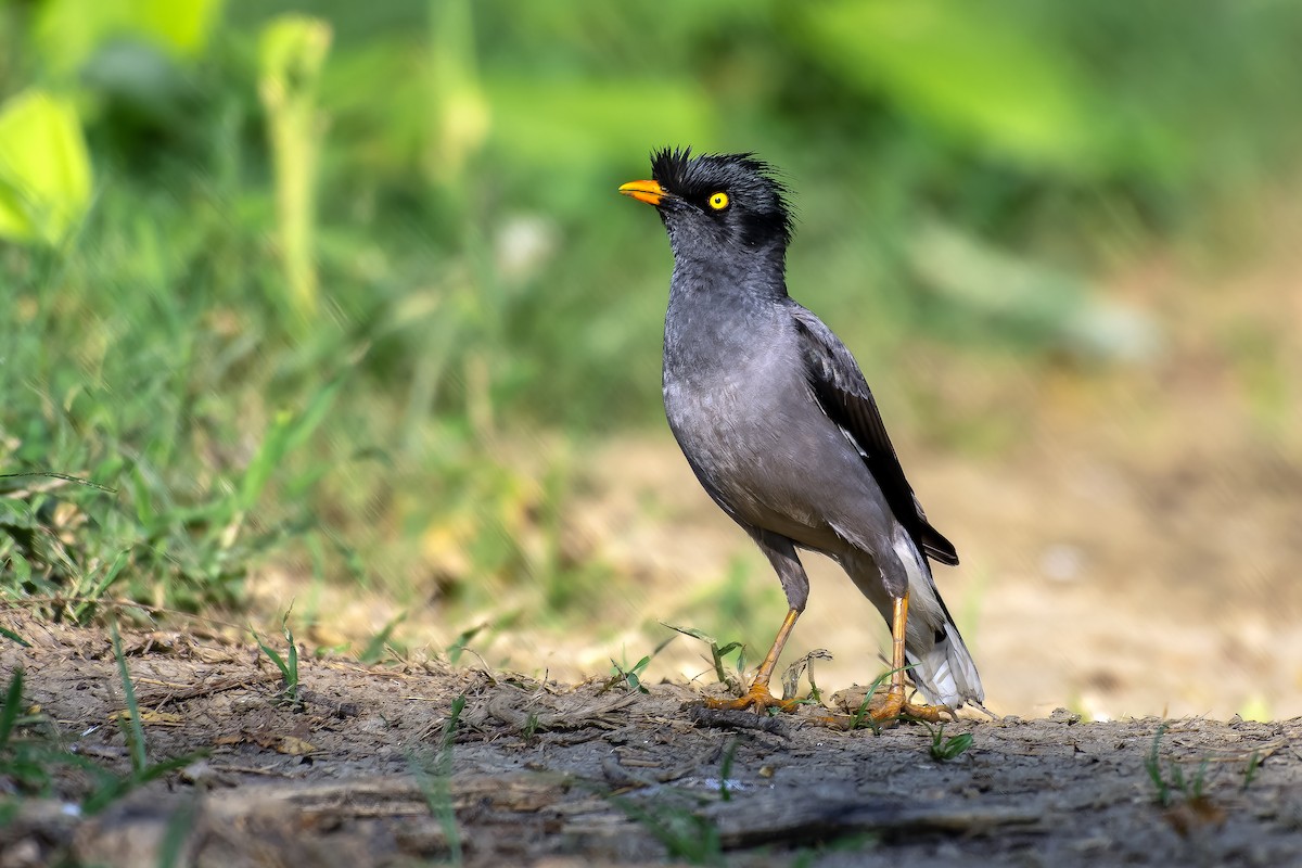 Jungle Myna - ML619758014