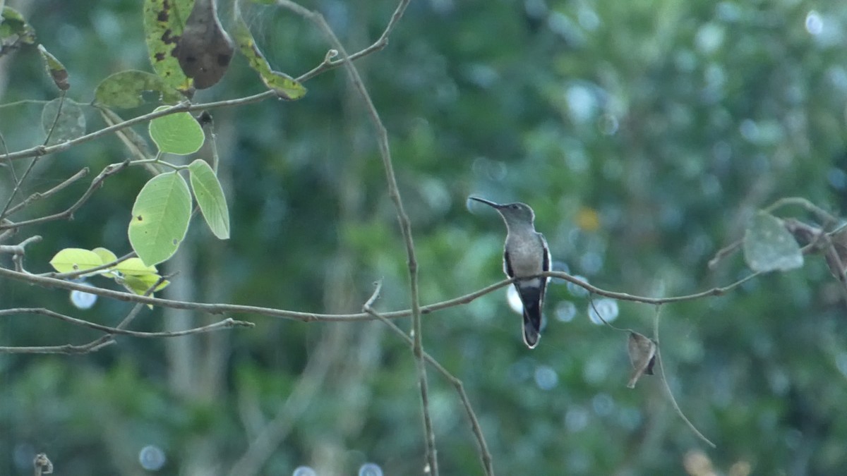 kolibřík skvrnitoprsý - ML619758022