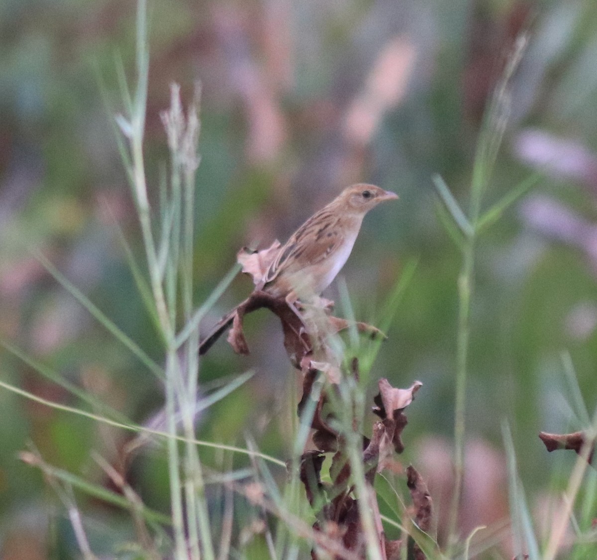 Bristled Grassbird - ML619758027