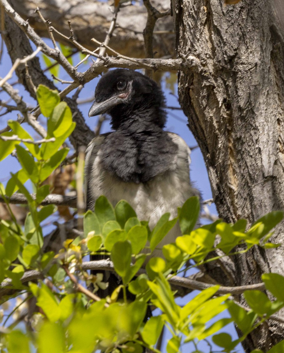 Black-billed Magpie - ML619758043