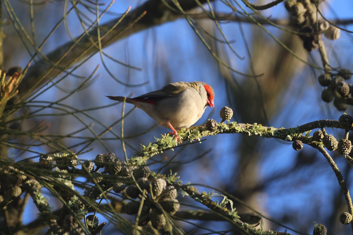 Red-browed Firetail - ML619758051