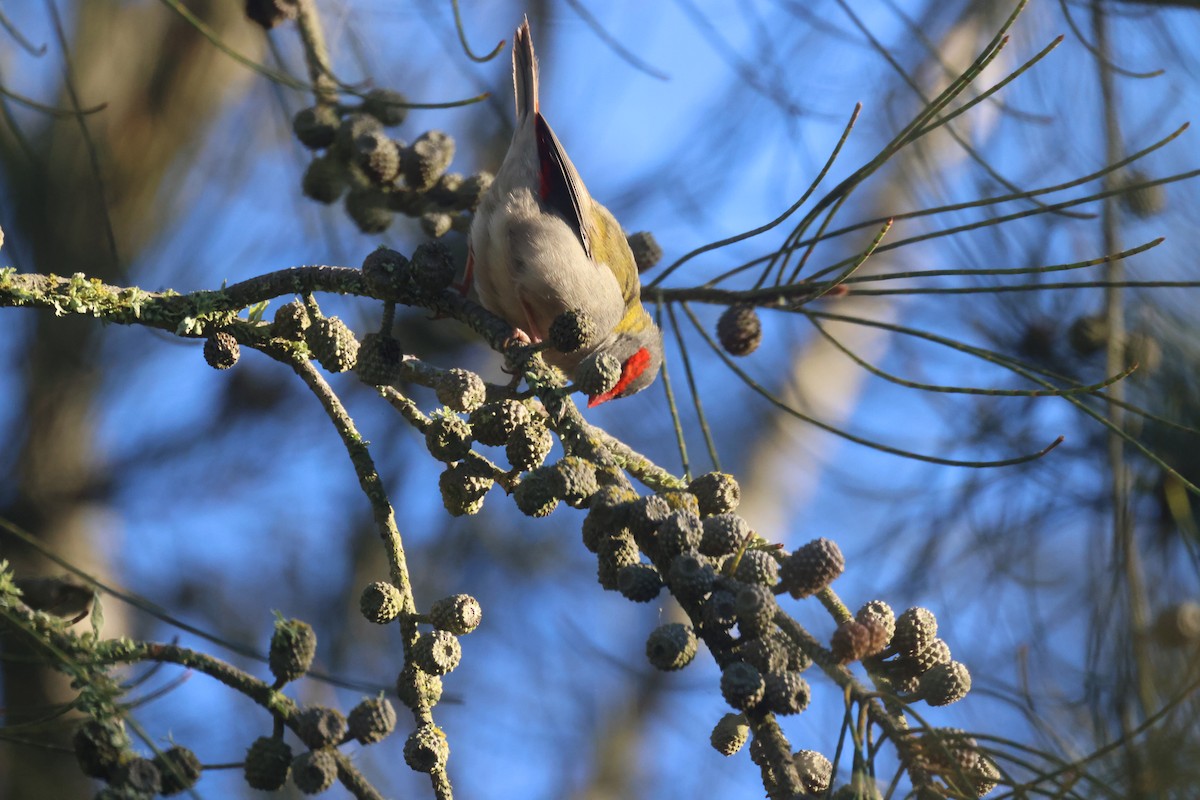 Red-browed Firetail - ML619758053