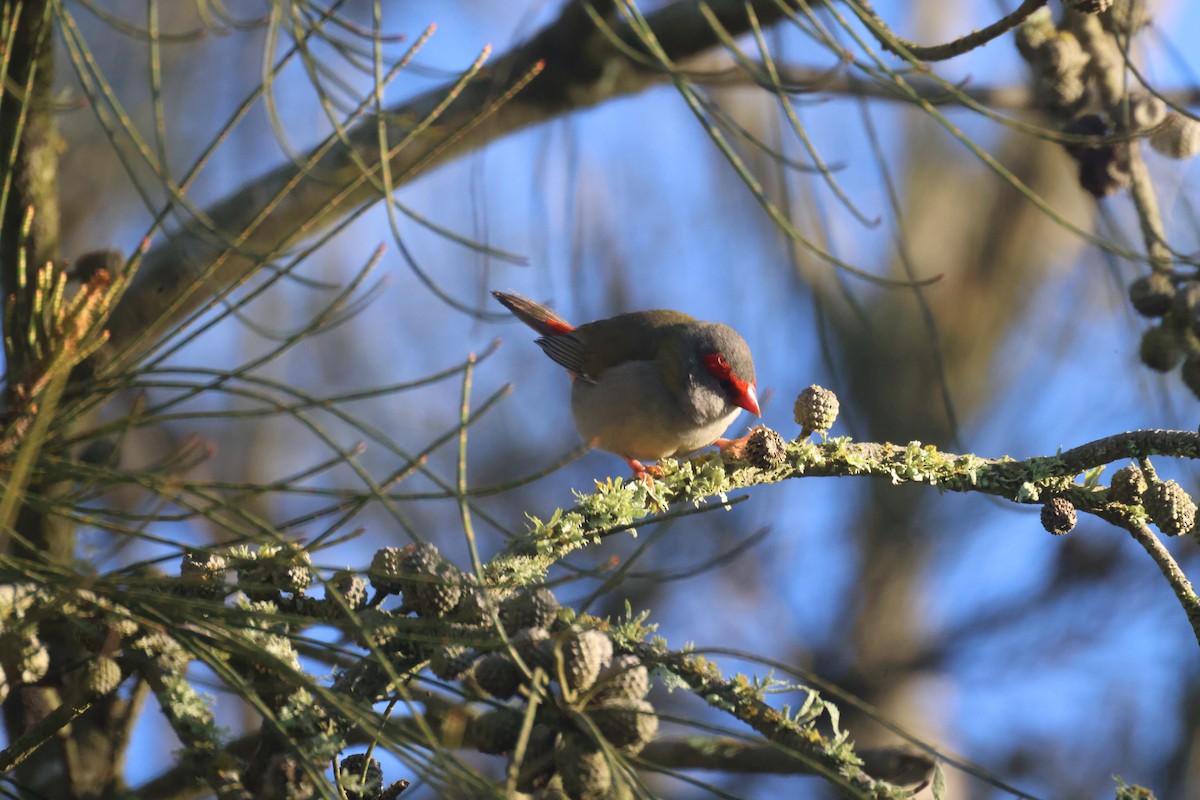 Red-browed Firetail - ML619758055