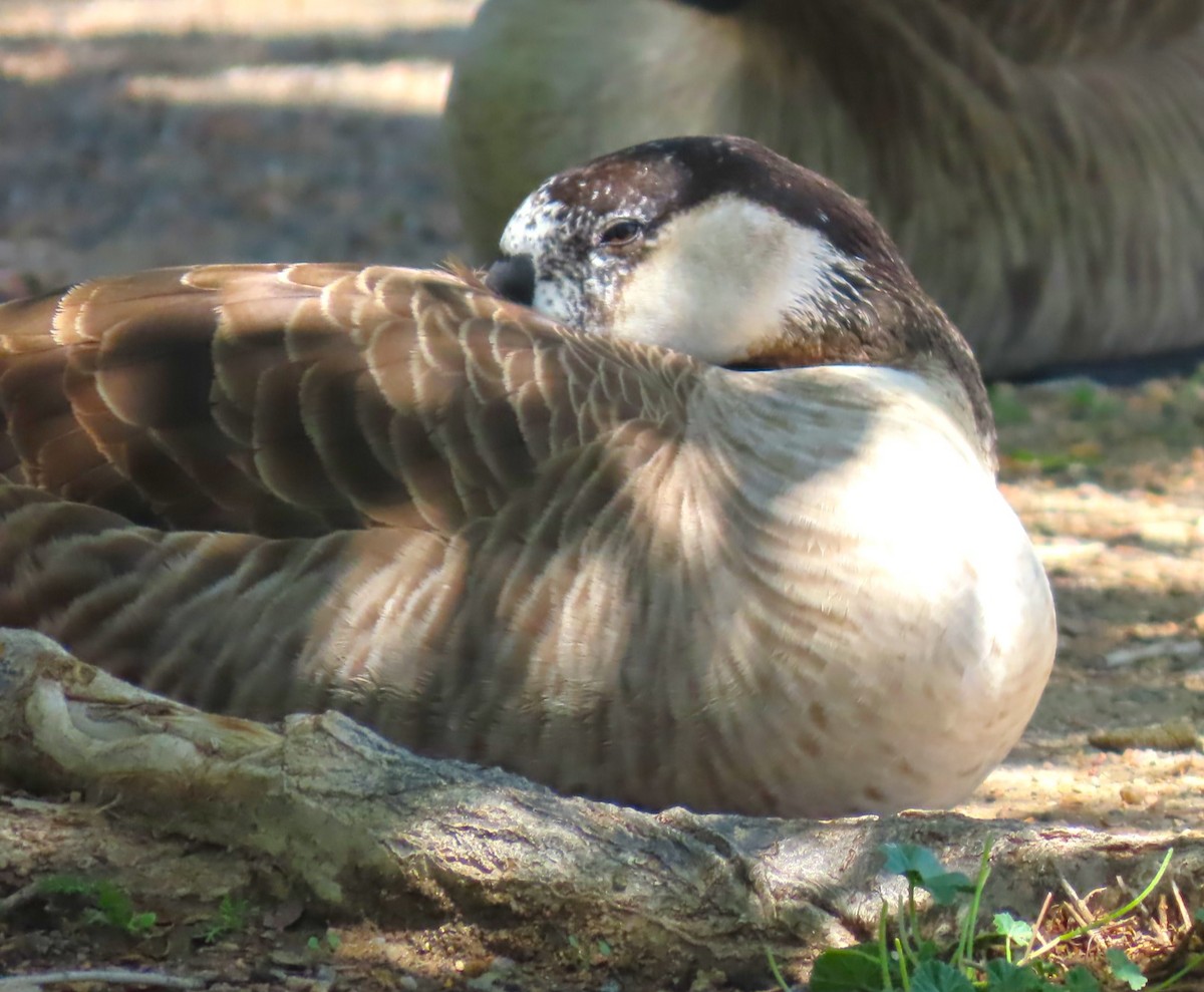 Greater White-fronted x Canada Goose (hybrid) - ML619758058