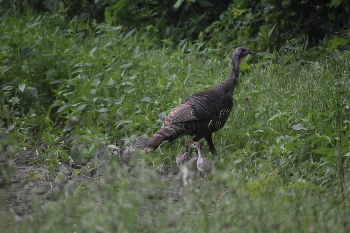 Wild Turkey - ML619758090