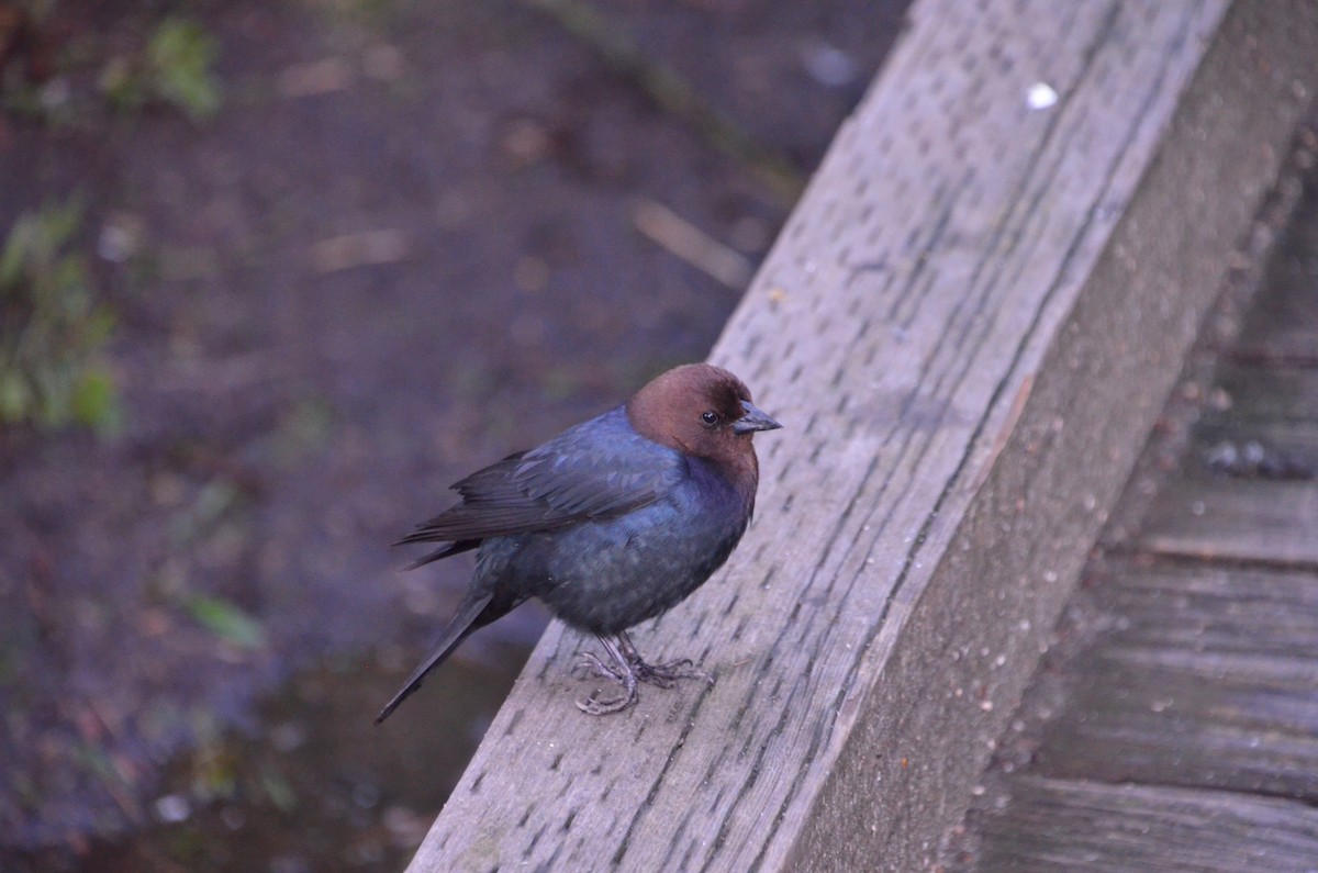 Brown-headed Cowbird - ML619758133