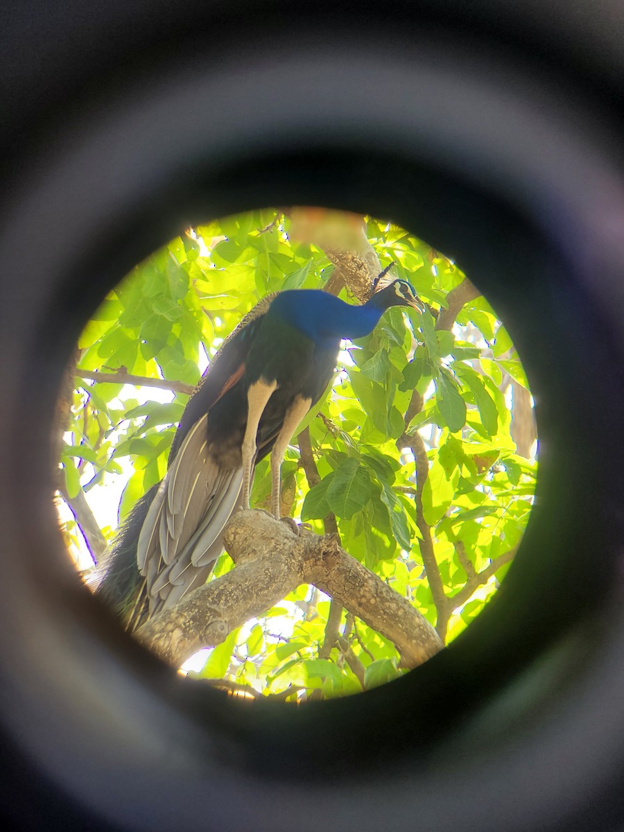 Indian Peafowl - ML619758134