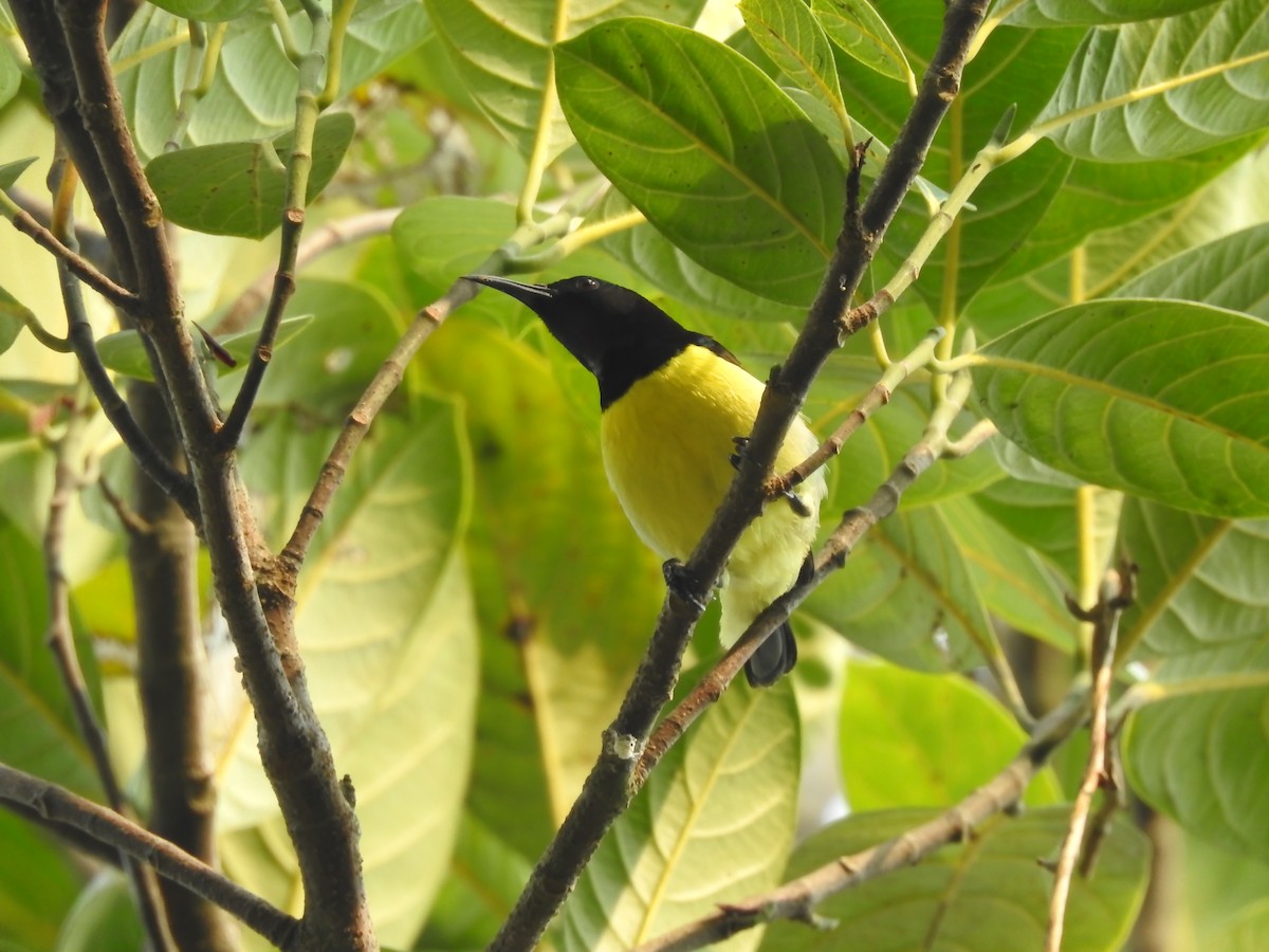 Purple-rumped Sunbird - ML619758143