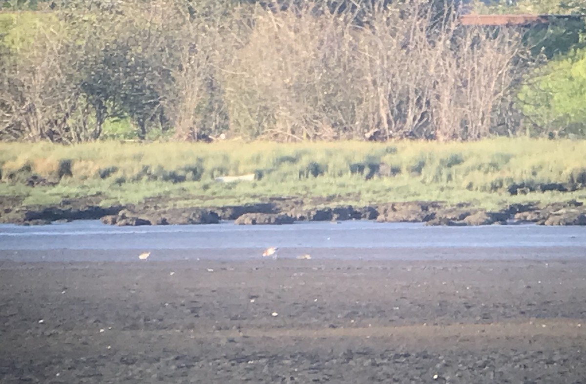 Avoceta Americana - ML619758150