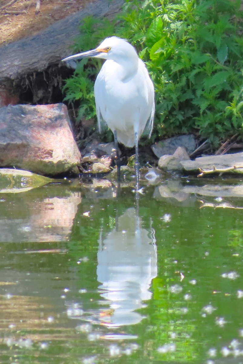 Aigrette neigeuse - ML619758156