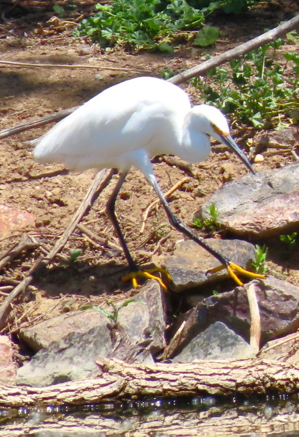 Snowy Egret - ML619758158