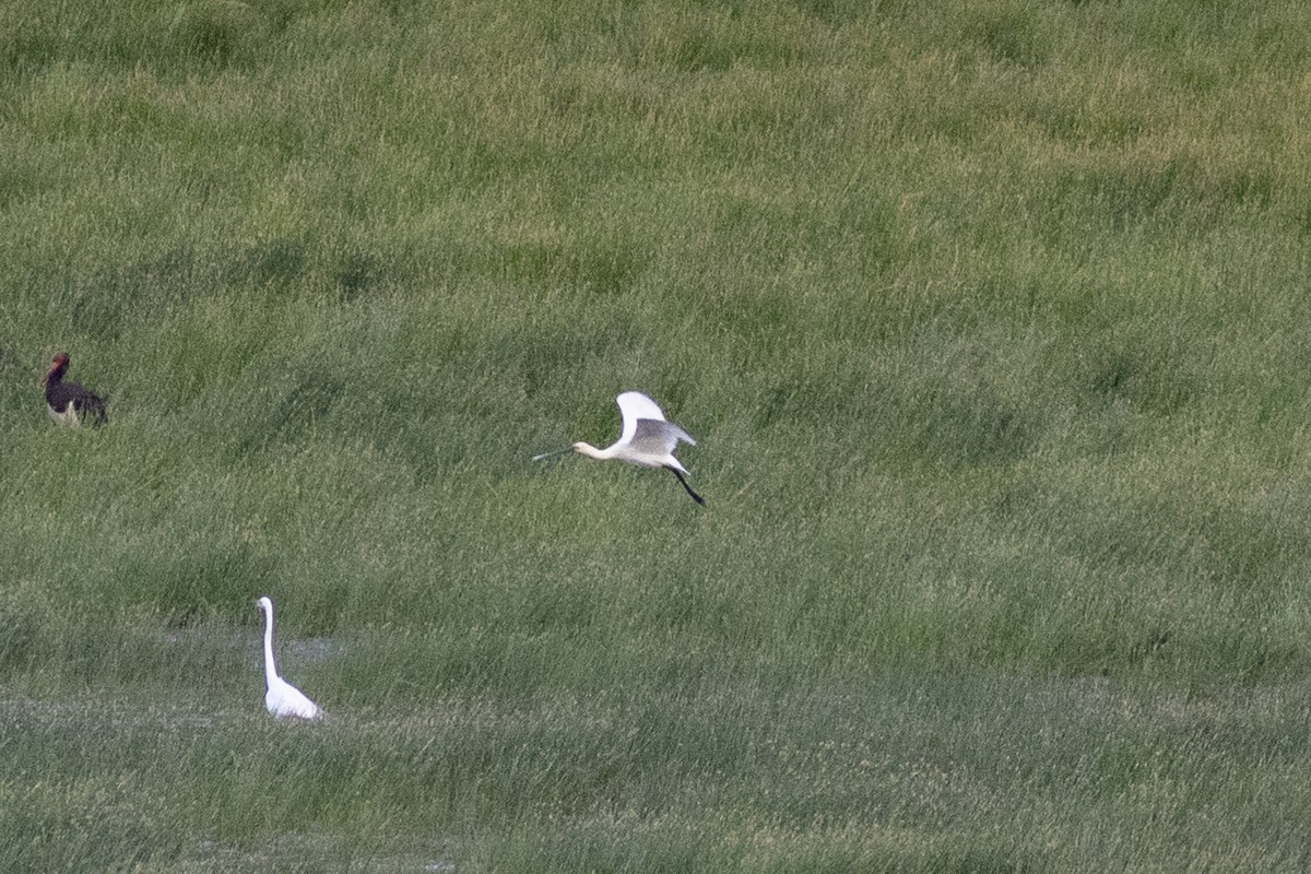 Eurasian Spoonbill - ML619758188