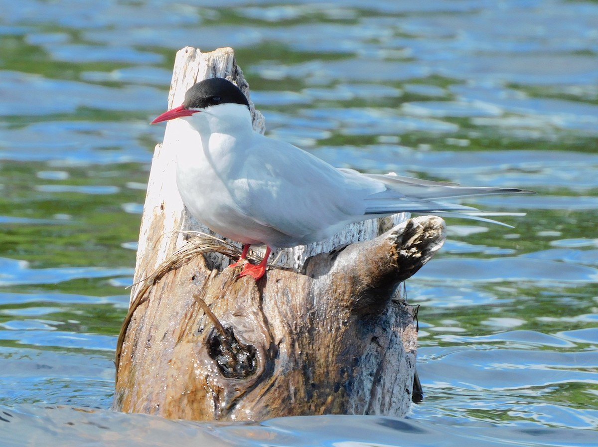 Arctic Tern - ML619758190