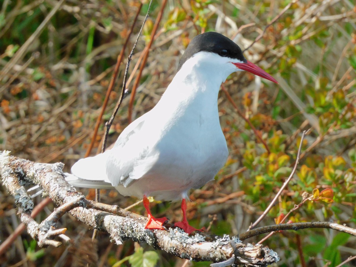 Arctic Tern - ML619758191