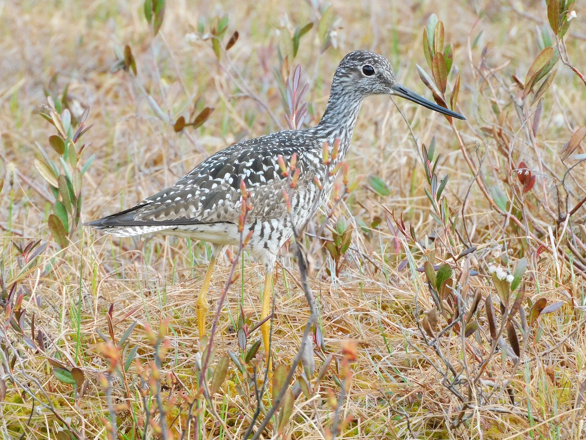 Greater Yellowlegs - ML619758194