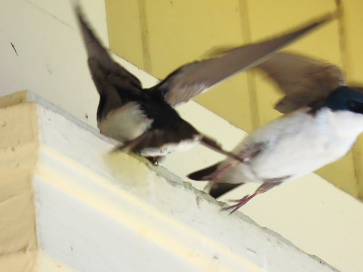 Tree Swallow - Patrick O'Driscoll